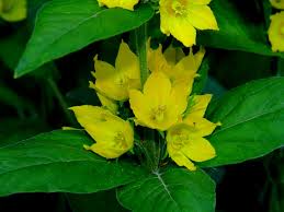 Attēlu rezultāti vaicājumam “Lysimachia punctata”