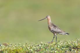 Attēlu rezultāti vaicājumam “Limosa lapponica adult”