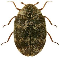 Attēlu rezultāti vaicājumam “Anthrenus museorum”