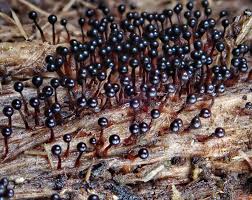 Attēlu rezultāti vaicājumam “Metatrichia floriformis macro”