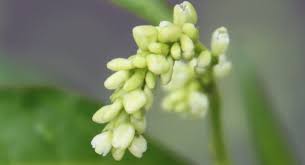 Attēlu rezultāti vaicājumam “Sphacelotheca hydropiperis”