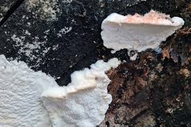 Attēlu rezultāti vaicājumam “Sarcoporia polyspora”