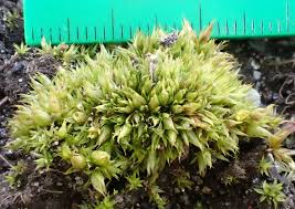 Attēlu rezultāti vaicājumam “Tortula truncata”