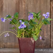 Attēlu rezultāti vaicājumam “Viola rupestris bud”