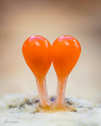 Attēlu rezultāti vaicājumam “Hemitrichia decipiens young”