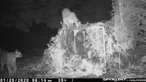 Image result for Craigmount Cougars