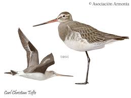 Image result for Limosa haemastica