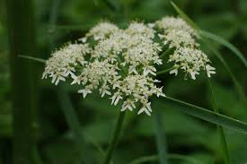 Attēlu rezultāti vaicājumam “Heracleum sphondylium subsp. sibiricum”