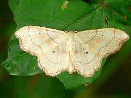 Attēlu rezultāti vaicājumam “Idaea emarginata”