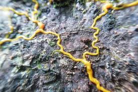 Attēlu rezultāti vaicājumam “Physarum rubiginosum plasmodium”