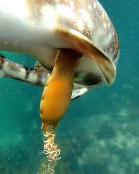 Image result for Haploblepharus edwardsii