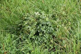 Attēlu rezultāti vaicājumam “Jacobaea vulgaris leaf”