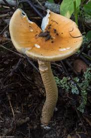 Attēlu rezultāti vaicājumam “Amanita crocea”