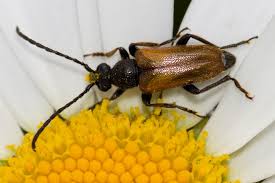 Attēlu rezultāti vaicājumam “Pseudovadonia livida”