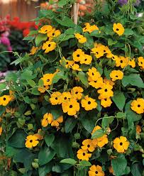 Image result for schwarzäugige Susanne