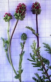 Image result for Sanguisorba minor