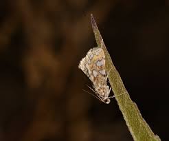 Attēlu rezultāti vaicājumam “Elophila nymphaeata”