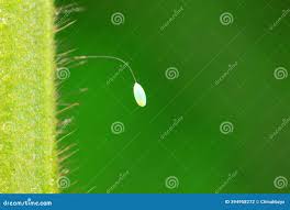 Attēlu rezultāti vaicājumam “Chrysopa eggs”