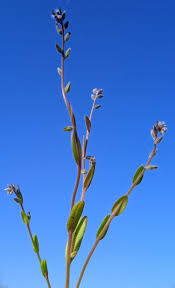 Attēlu rezultāti vaicājumam “Myosotis stricta”