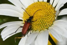 Attēlu rezultāti vaicājumam “Anastrangalia sanguinolenta”