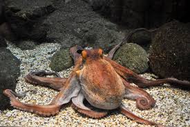 Image result for Octopus vulgaris
