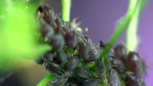 Attēlu rezultāti vaicājumam “Cucullia lucifuga larva”