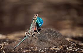 Attēlu rezultāti vaicājumam “Lycogala alisaulianovae young”