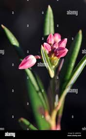 Attēlu rezultāti vaicājumam “Andromeda polifolia bud”