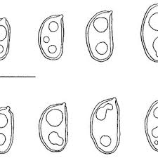 Attēlu rezultāti vaicājumam “Sarcoporia polyspora”