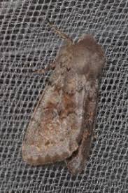 Attēlu rezultāti vaicājumam “Orthosia populeti”