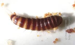 Attēlu rezultāti vaicājumam “Attagenus smirnovi”