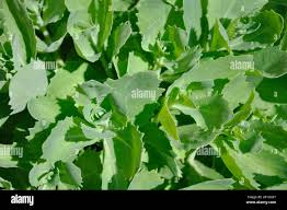 Attēlu rezultāti vaicājumam “Hylotelephium telephium leaf”