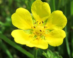 Attēlu rezultāti vaicājumam “Potentilla erecta flower”