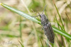 Attēlu rezultāti vaicājumam “Actenicerus sjaelandicus”