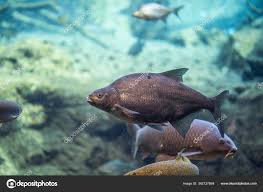 Image result for Abramis brama