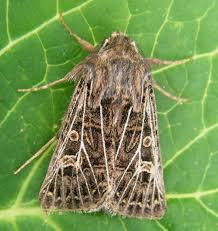 Attēlu rezultāti vaicājumam “Tholera decimalis female”