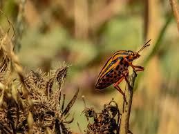 Attēlu rezultāti vaicājumam “Graphosoma lineatum nymph”