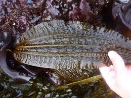 Attēlu rezultāti vaicājumam “Cribraria costata stalked”