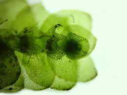 Attēlu rezultāti vaicājumam “Calypogeia suecica”