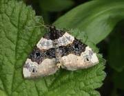 Attēlu rezultāti vaicājumam “Cosmorhoe ocellata”