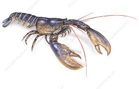 Image result for Homarus americanus