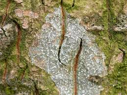 Attēlu rezultāti vaicājumam “Phlyctis agelaea”