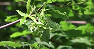 Attēlu rezultāti vaicājumam “Acer campestre fruit”