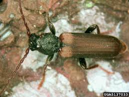 Attēlu rezultāti vaicājumam “Tetropium fuscum”