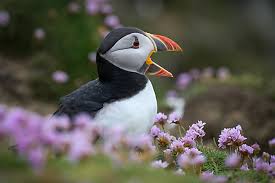 Attēlu rezultāti vaicājumam “Bonasa bonasia eggs”