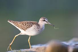 Attēlu rezultāti vaicājumam “Tringa glareola”