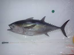 Image result for Thunnus obesus