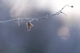 Attēlu rezultāti vaicājumam “Carpinus betulus fruit”