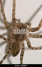 Attēlu rezultāti vaicājumam “Tegenaria sp.”