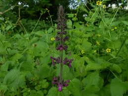 Attēlu rezultāti vaicājumam “Stachys sylvatica leaf”